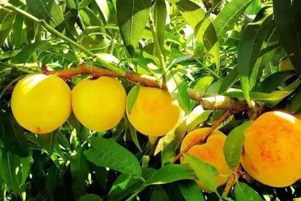 黄桃什么时候成熟（几月） 黄桃是什么季节的水果