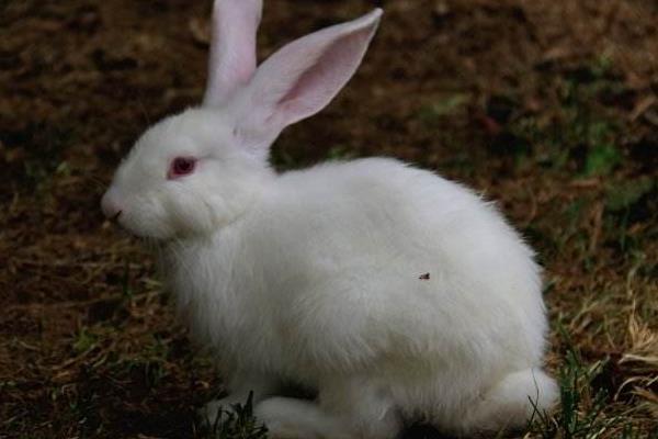 肉兔和宠物兔的区别是什么 肉兔可以当宠物吗