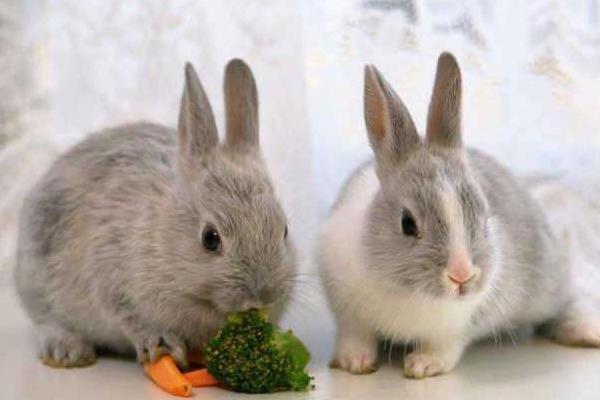 肉兔和宠物兔的区别是什么 肉兔可以当宠物吗