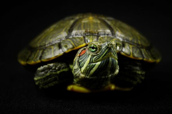巴西龟可以吃吗 巴西龟寿命有多长