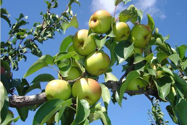苹果梨和梨苹果的区别是什么 苹果梨的营养价值