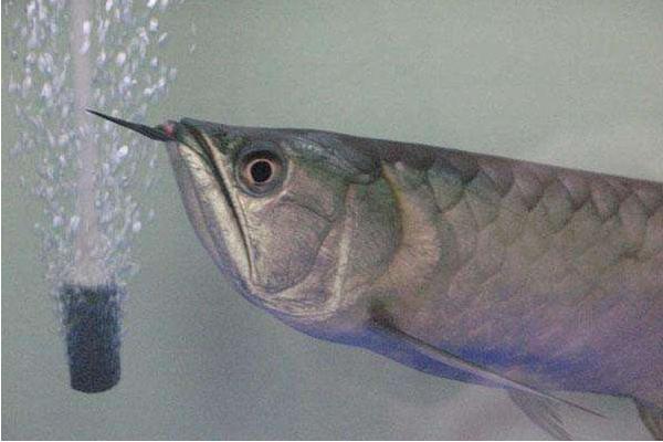 银龙鱼不吃食能活多久 银龙鱼掉眼怎么治