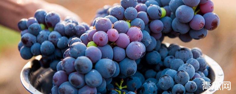 葡萄种植始于哪个朝代