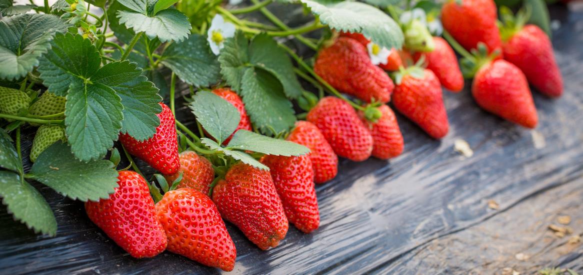 草莓种植及注意事项