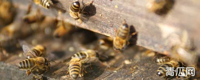 蜜蜂分蜂