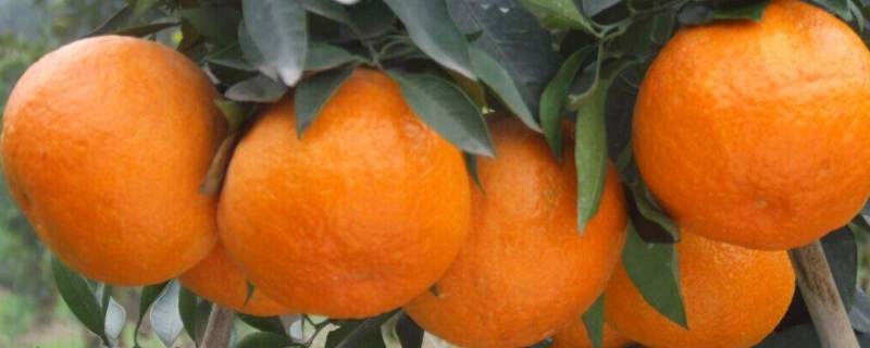 橘子里长虫用什么农药