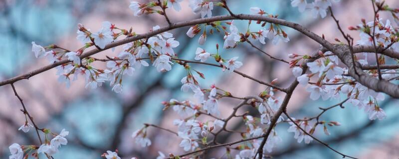 樱花树种植的注意事项