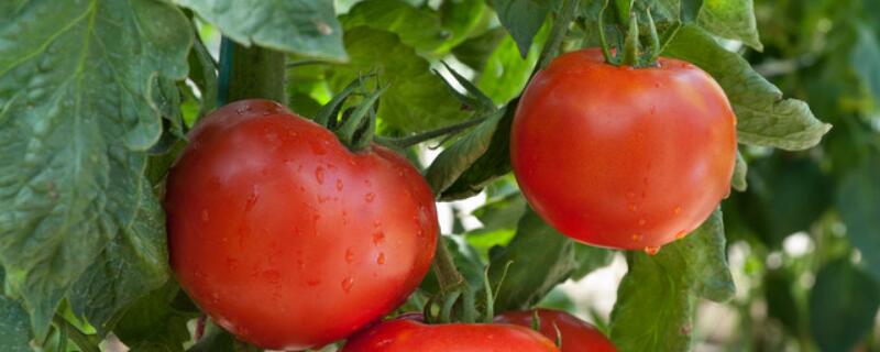 番茄种植及注意事项