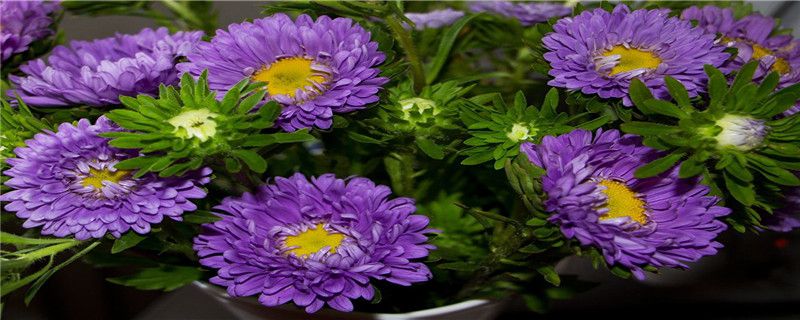 紫苑怎么施肥