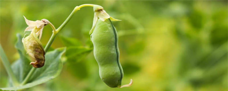 豌豆靠什么传播种子