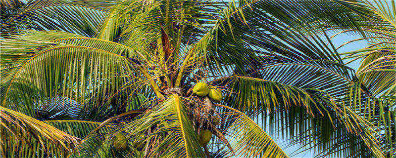 椰子树的特点三个