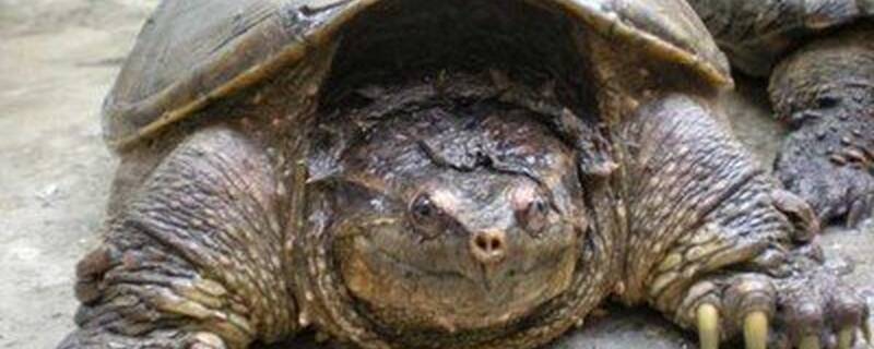 鳄龟能和什么混养