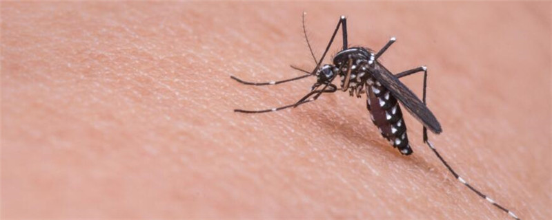 虫子蚊子怕什么气味