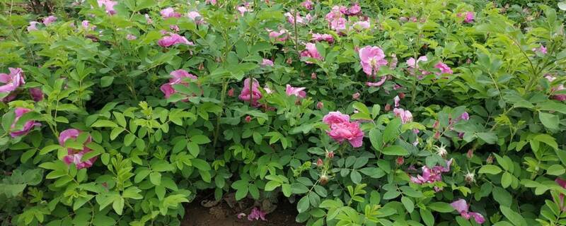 四季玫瑰怎么浇水