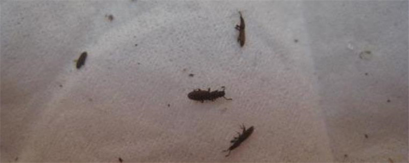 床虫害怕什么气味