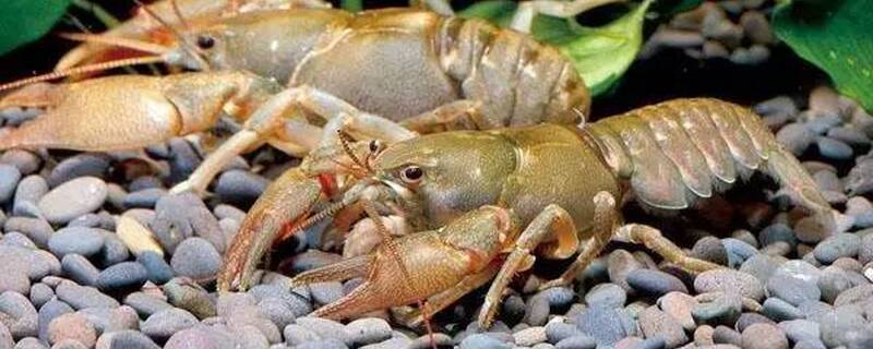 鳌虾和什么鱼混养