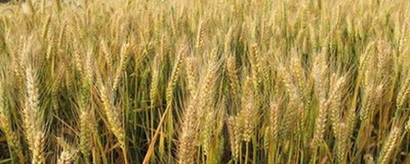 小麦和大米哪个产量高
