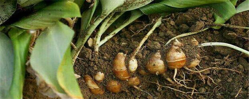 沙姜种植方法