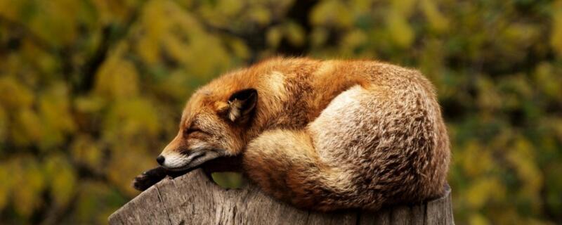 狐狸喜欢吃什么水果