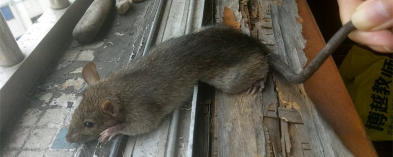 老鼠怕什么气味