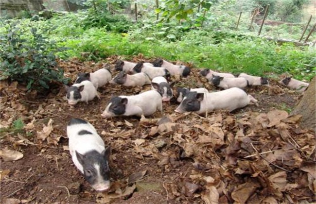 香猪 养殖 方法