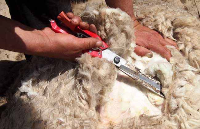 羊毛多久剪一次