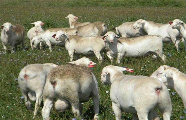 羊 注意事项 夏季
