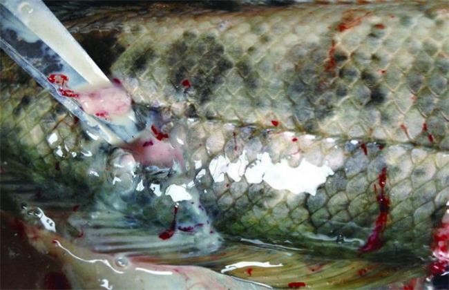 黑鱼养殖常见疾病防治方法