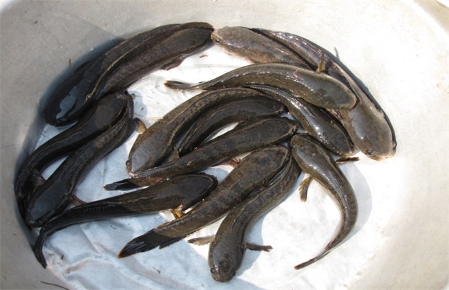 黑鱼 养殖 方法