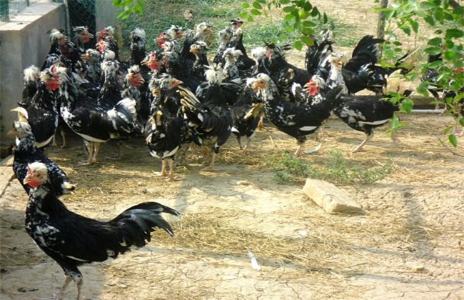 贵妃鸡的饲养管理