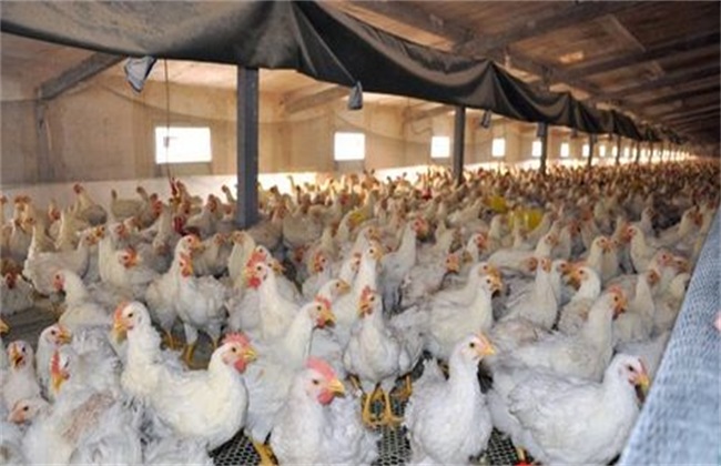 肉鸡 管理方法 冬季养殖