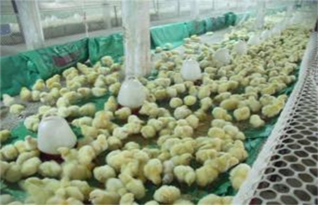 雏鸡采食量低的原因及解决方法