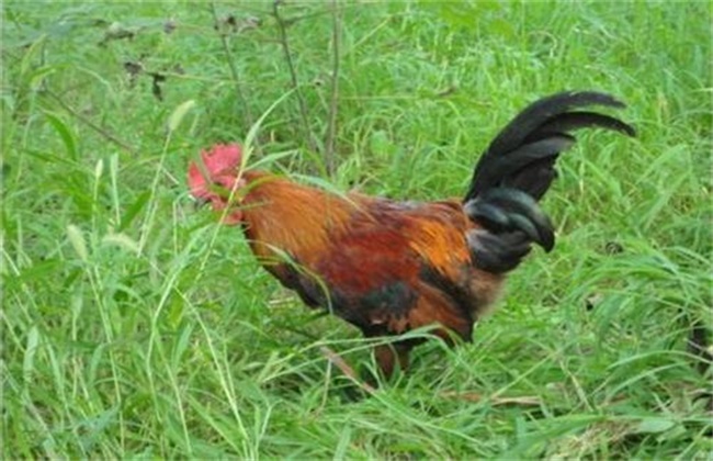 柴鸡养殖注意事项