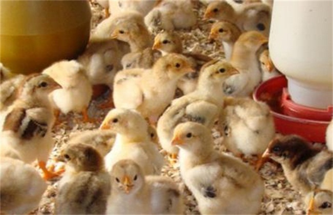 怎么提高幼鸡存活率