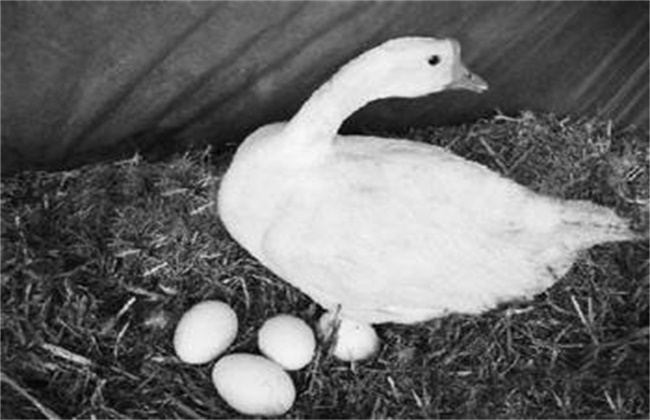 提高鹅的产蛋量方法