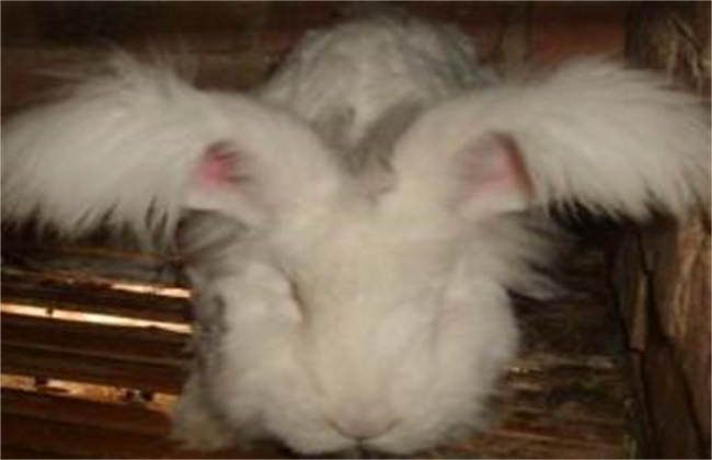 长毛兔化胎的原因及防治方法
