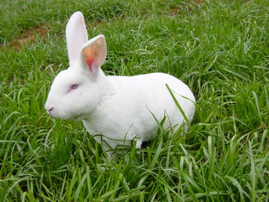 獭兔的养殖成本及利润分析