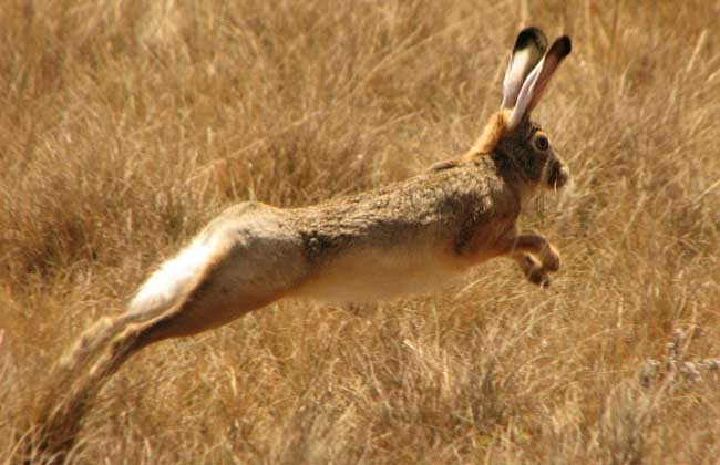 野兔的春季养殖要注意保温防寒