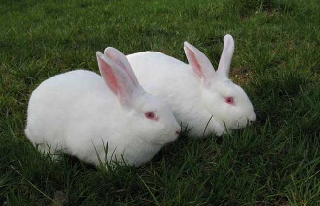 夏季兔子养殖场如何给兔子降温