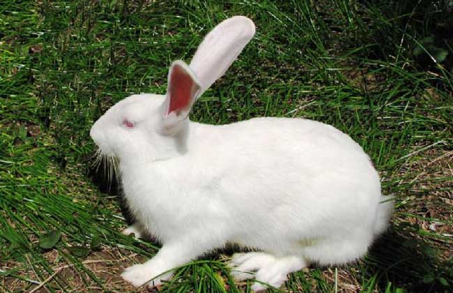 夏季兔子养殖场如何给兔子降温