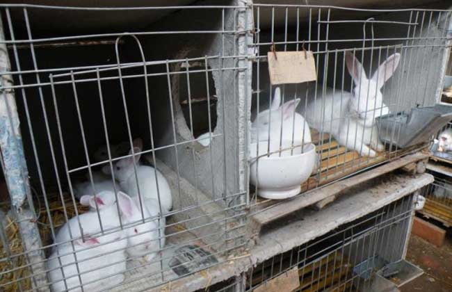 家兔冬季养殖注意防湿