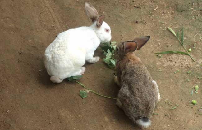 兔子养殖过程中饲喂注意事项