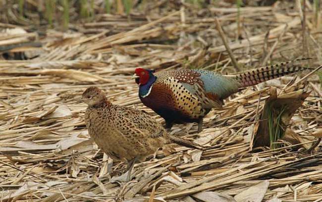 如何使野鸡开食