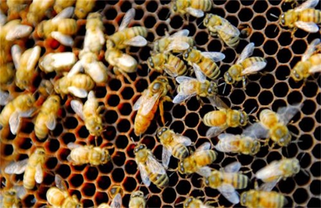 蜜蜂为什么能找到回家的路