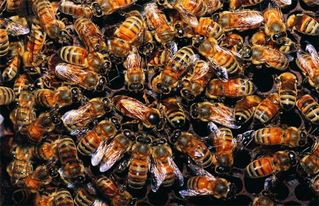 蜜蜂为什么能找到回家的路