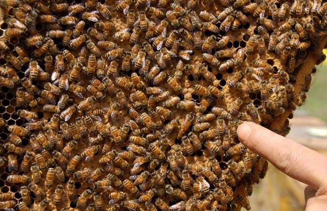 冬季中蜂养殖中的饲喂技术