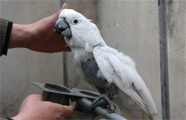 鸽子啄羽的原因及防治方法