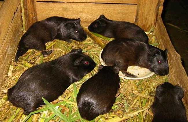 黑豚养殖过程中豚虱的预防和治疗
