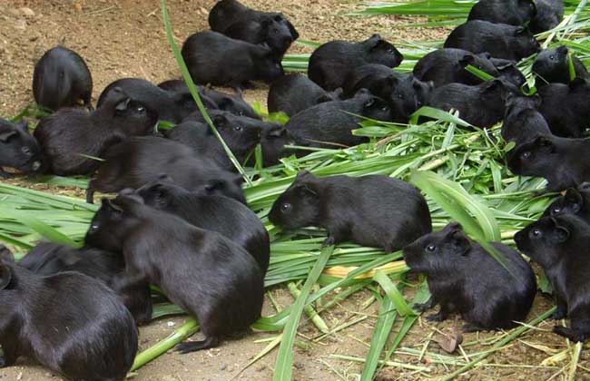 黑豚养殖过程中豚虱的预防和治疗