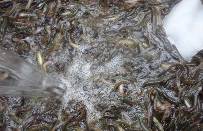 冬季池塘养殖泥鳅的管理技术